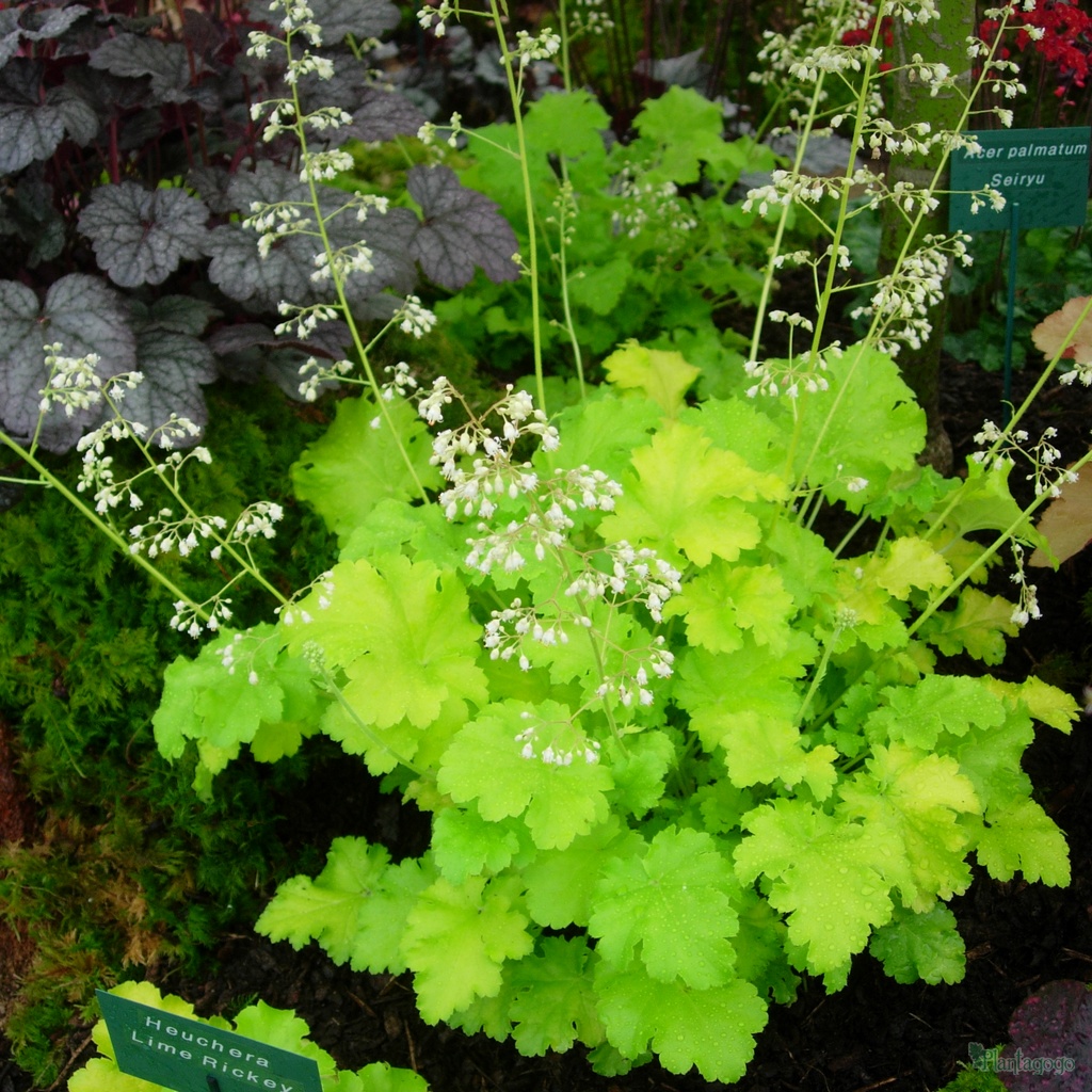 Heuchera 'Lime Rickey' from the Chelsea Gold Medal winning nursery